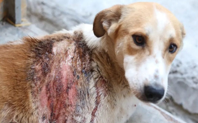 JeevSahara Foundation main dog shelter in New Delhi